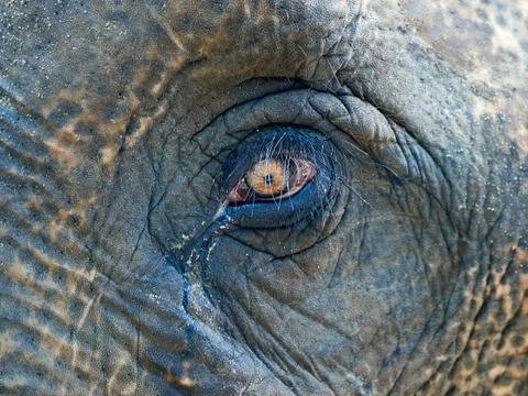 Eye of an elephant Stock Photos