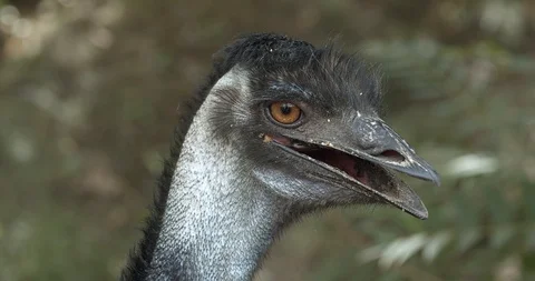 Eye of Emu Stock-Footage 114425378