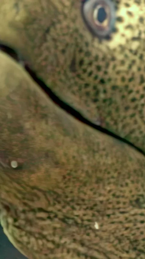 Eye to eye with a giant moray eel in the red sea Stock Footage 311858936