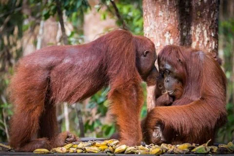 Eye to eye Stock Photos