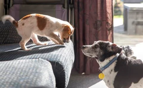 Eye to eye Foto stock