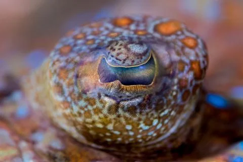 Eye of a flounder (Bothus mancus) Stock Photos