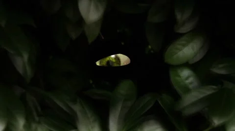 Eye Stock Footage 7743965