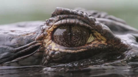 The eye Stock Footage 7749460