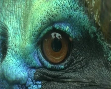 Eye 库存影片 8994378