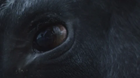 Eye four Stock Footage 119757568