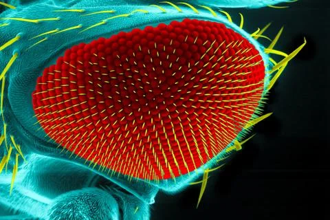 Eye of a fruit fly. Stock Illustration