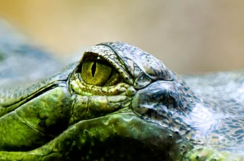 Eye of the gharial Stock Photos