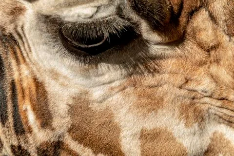 The eye of a giraffe as close up Stock Photos