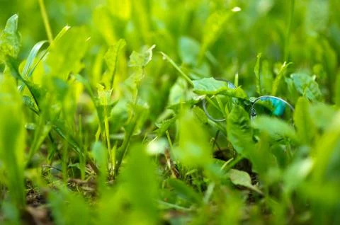Eye glasses for vision in a thin frame lie in the fresh green grass. Stock Photos