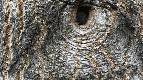 The eye of the goblin is looking at you Stock Footage 292545520