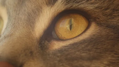 Eye of gray striped cat on a sunset light Stock Footage 106805316