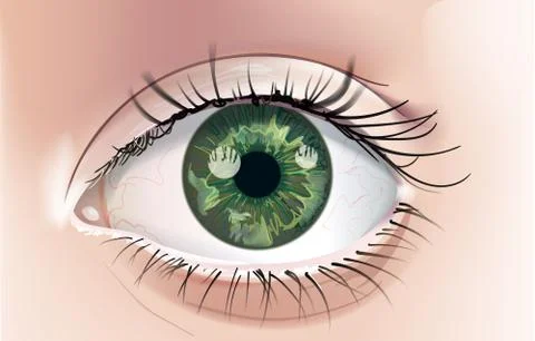 Eye-Green Stock Illustration