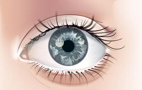 Eye-Grey Stock Illustration