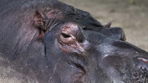 Eye of a Hippo Close Up Stock Footage 277069497
