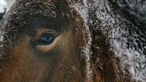 Eye of the horse. Close up. Stock Footage 99930551