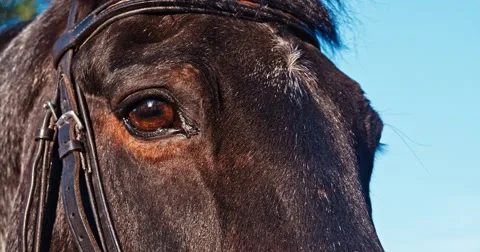 Eye of a horse Stock Footage 50175803