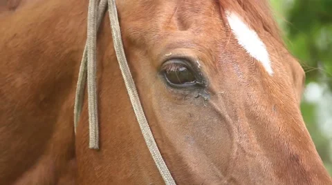Eye of a horse Stock-Footage 51364429