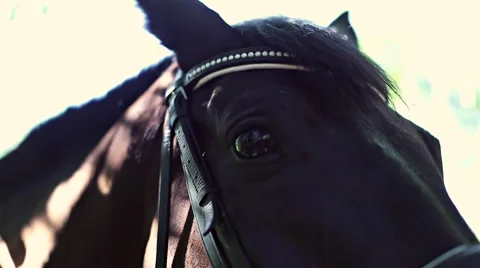 Eye horse Stock Footage 53485666