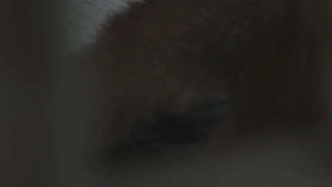 Eye of an horse 動画素材 133225219