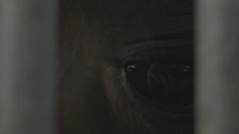 Eye of an horse 库存影片 133226808