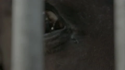 Eye of an horse 動画素材 133345371