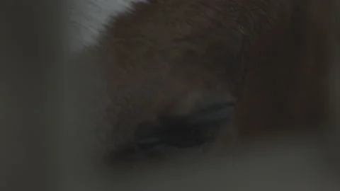Eye of an horse 動画素材 133345613