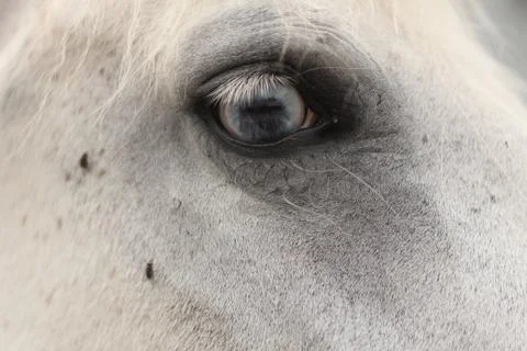 The Eye of the Horse Stock Photos