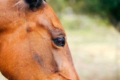 Eye of horse. Stock Photos