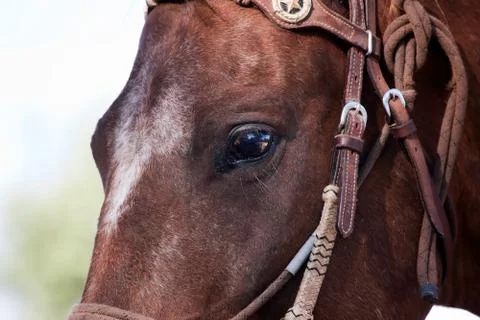Eye of a horse Stock Photos