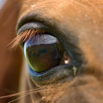 Eye of horse Foto stock