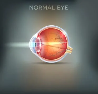 The eye Stock Illustration
