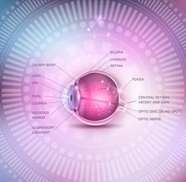 The eye Stock Illustration