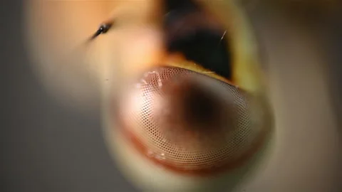 The eye of insect. Close up view of the dragonfly under the microscope Stock Footage 300189105