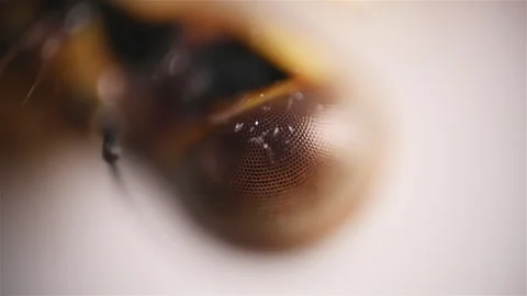 The eye of insect. Close up view of the dragonfly under the microscope Stock Footage 300190033