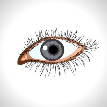 Eye isolated illustration Stock Illustration