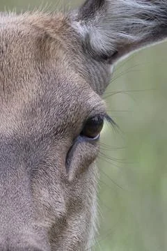 Eye lashes Stock Photos