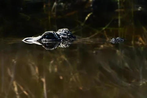 Eye Level with an Alligator Stock Photos
