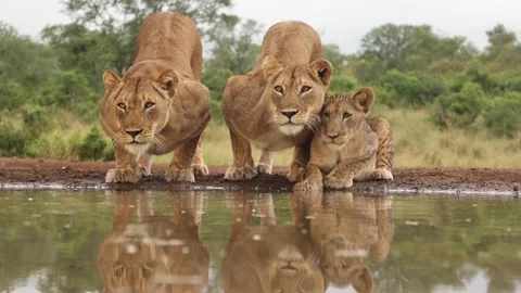Eye-level clip of lionesses and cub pausing to look past the camera while Stock Footage 217423348