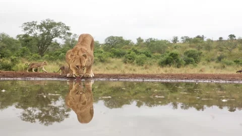 Eye-level clip of two lionesses and cubs coming to drink at a waterhole at Vidéo 217423452