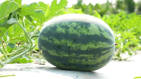 Eye-Level Close-Up Of Elongated Watermelon On Farm Vídeo Stock 333369225