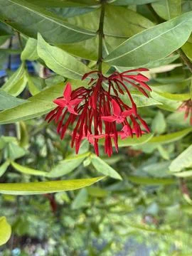 An eye-level close-up highlights the Ixora flower, showcasing its unique four Foto stock