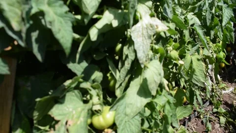 Eye-Level Close-Up of Leafy Tomato Vines with Small Green Tomatoes Stock Footage 326004695