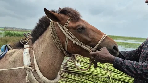 Eye Level Close Up Shot Of Farmer Adjusting Rope Bridle On Working Horse Stock Footage 340248855