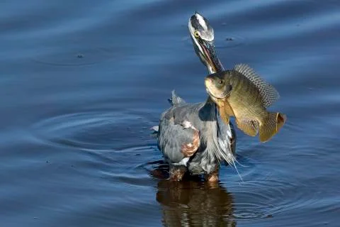 Eye-Level, Closeup View of a Large Blue Heron With a Huge Fish, in Blue Water Stock Photos