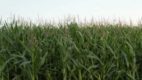 Eye level corn stalk drone pan Stock Footage 140070550