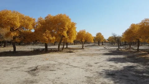 Eye Level Drone Flying Through Autumn Populus Euphratica Forest Ejina Stock Footage 330281823