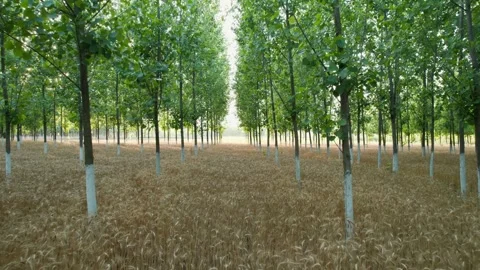 Eye level drone tracking through farmland and poplar tree rows 库存影片 333207669