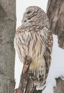 Eye level extreme close up of large Barred Owl on tree branch in winter Stock Photos