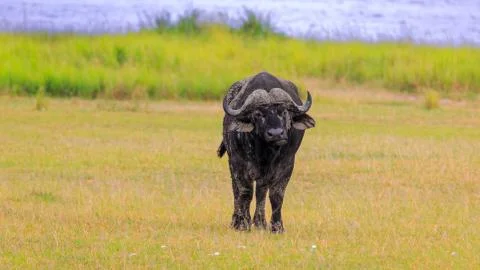 Eye level front view of African Buffalo standing in veldt of Murchison Falls. 스톡 사진